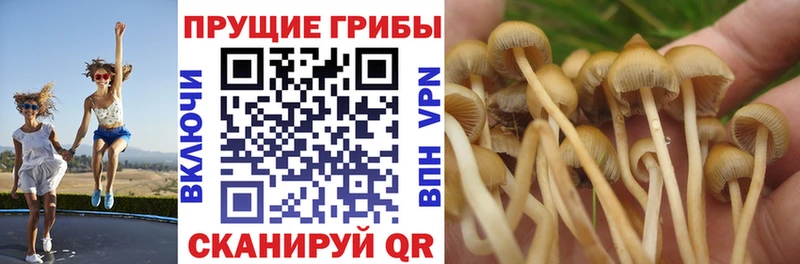 Купить где  Нововоронеж  Галлюциногенные грибы Psilocybine cubensis 